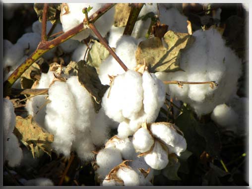 cotton